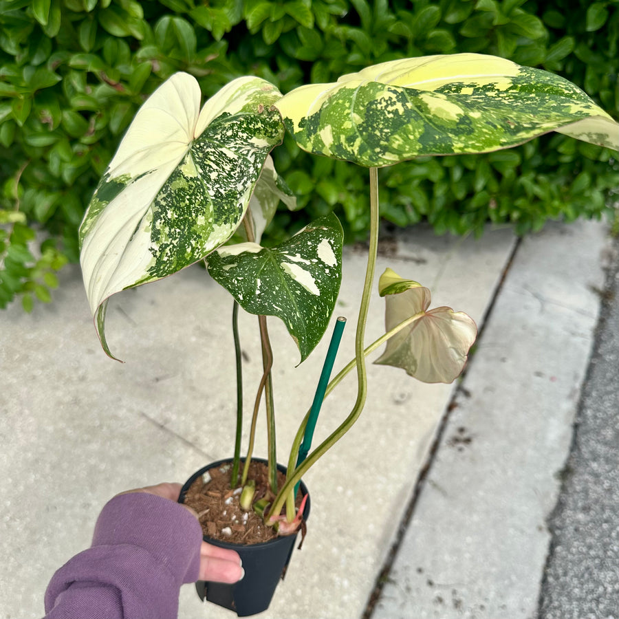 Philodendron gloriosum variegated XL - 4” pot – Land of Alice