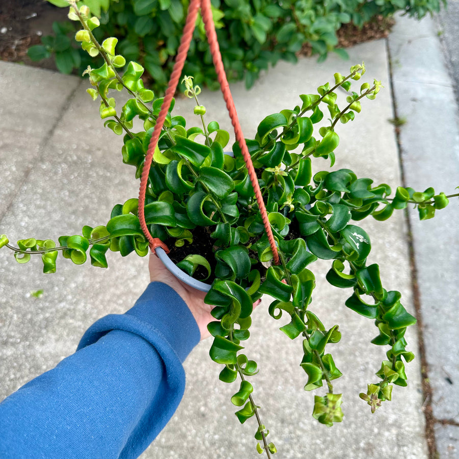 6” Twister Lipstick Plant