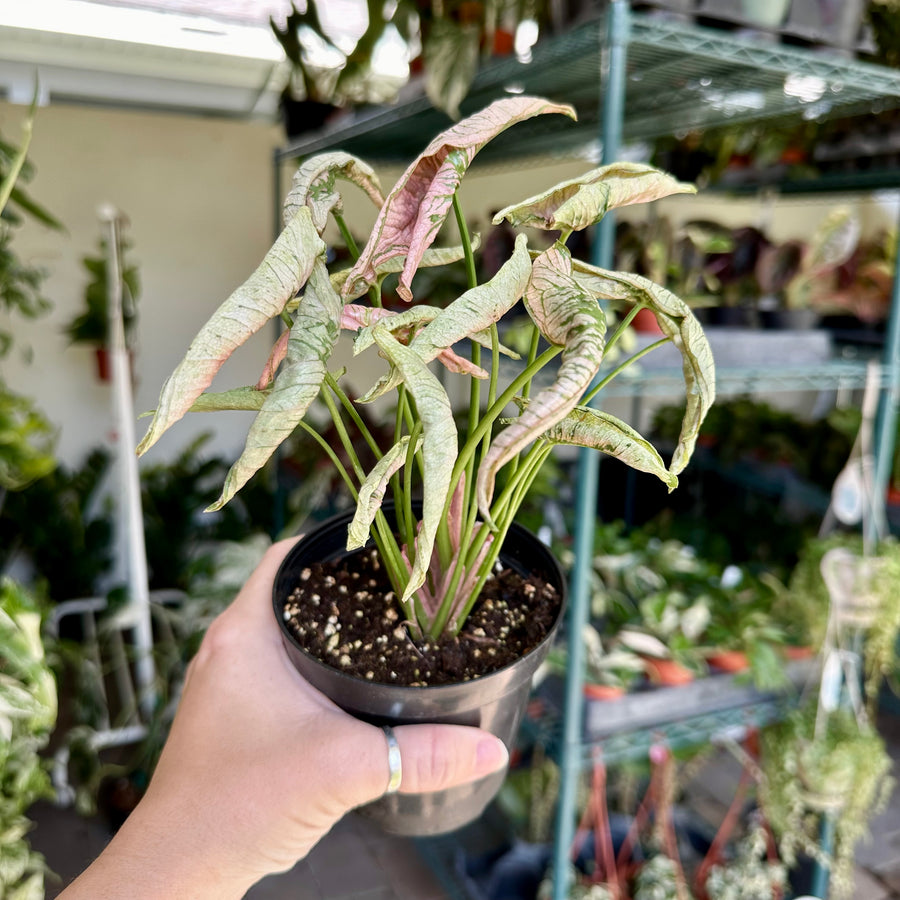 4” Syngonium rolli