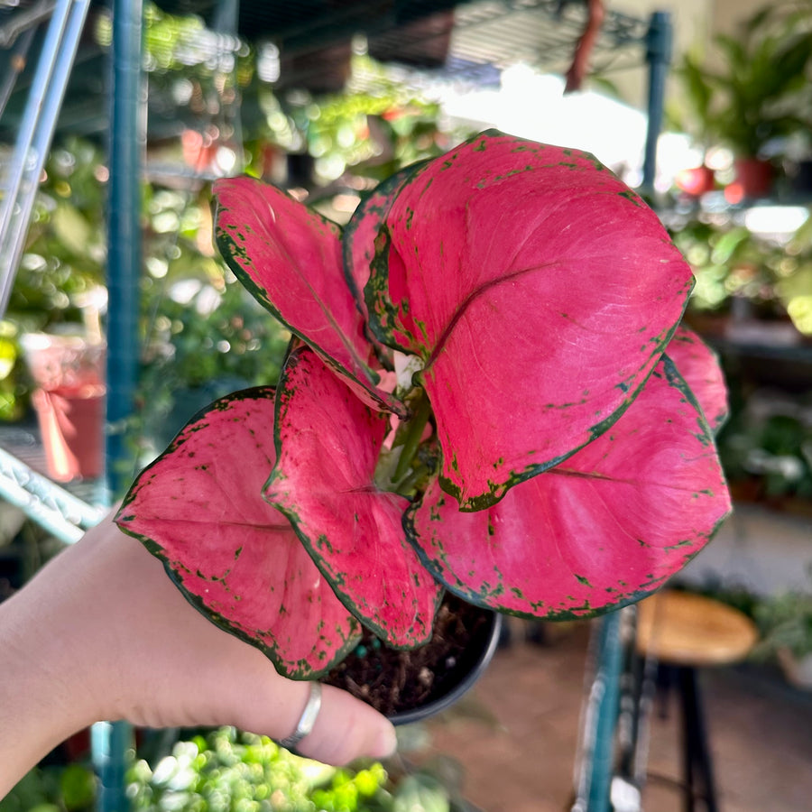 4” Aglaonema sweet candy