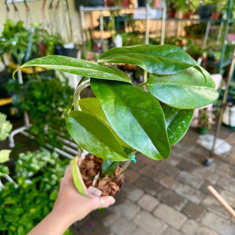 4” Hoya chewiorum on trellis - yellow fuzzy bloom