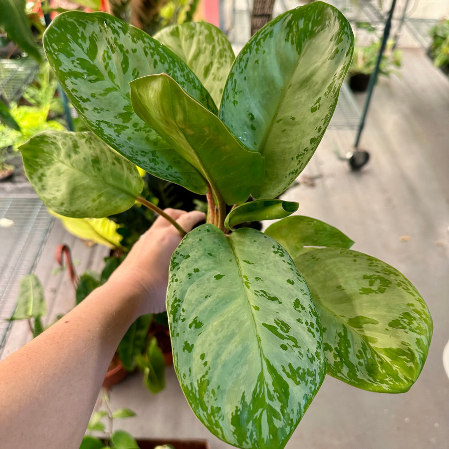 4” Aglaonema Seafoam