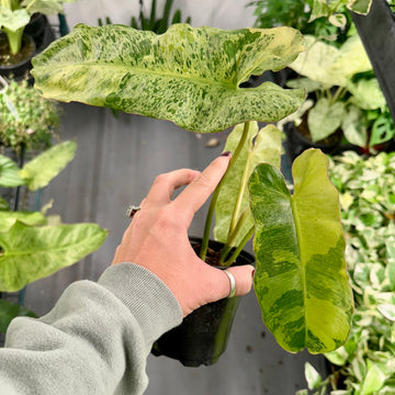 Philodendron paraiso verde aurea - 4” pot