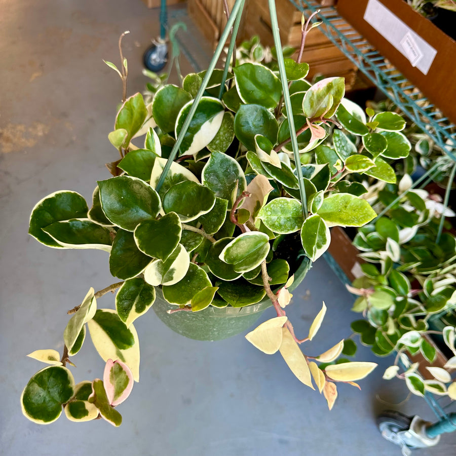 8” Hoya Carnosa ‘Snowball’