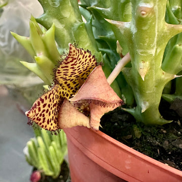 4” orbea speciosa