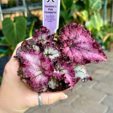 4” Begonia Harmony’s pink persuasion