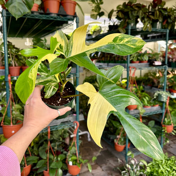 4” Philodendron Florida beauty variegated