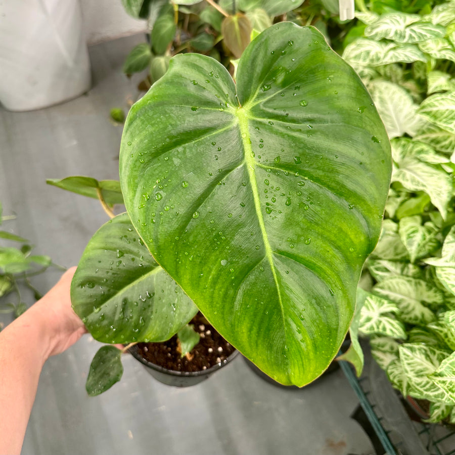 6” Philodendron billienum - Billietiae x Pastazanum