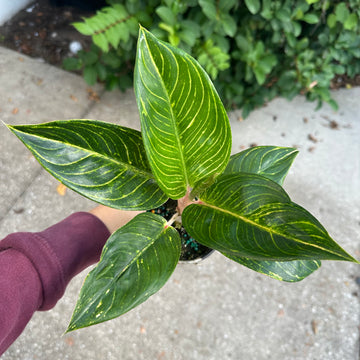 4” Aglaonema golden throne