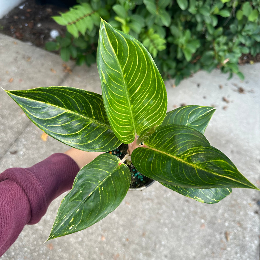 4” Aglaonema golden throne