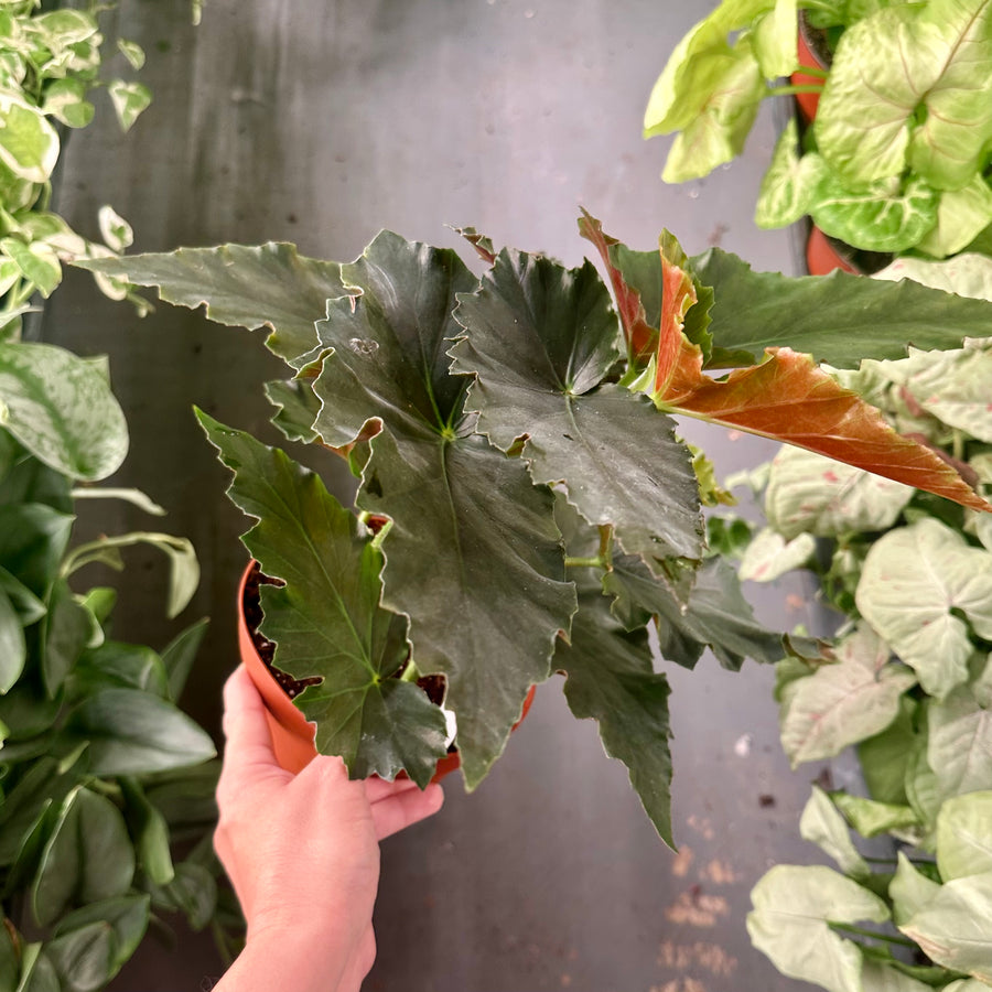 6” Angel Wing Begonia - Harmony's Black Jack