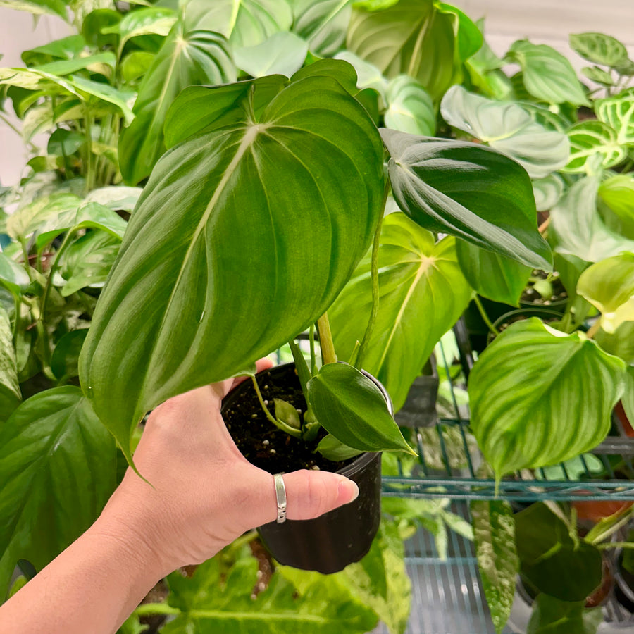Philodendron McDowell - 4” pot