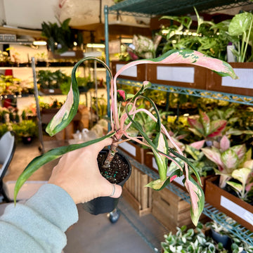4” Aglaonema flying squid - rare