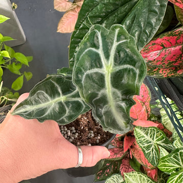 Alocasia venom - 4