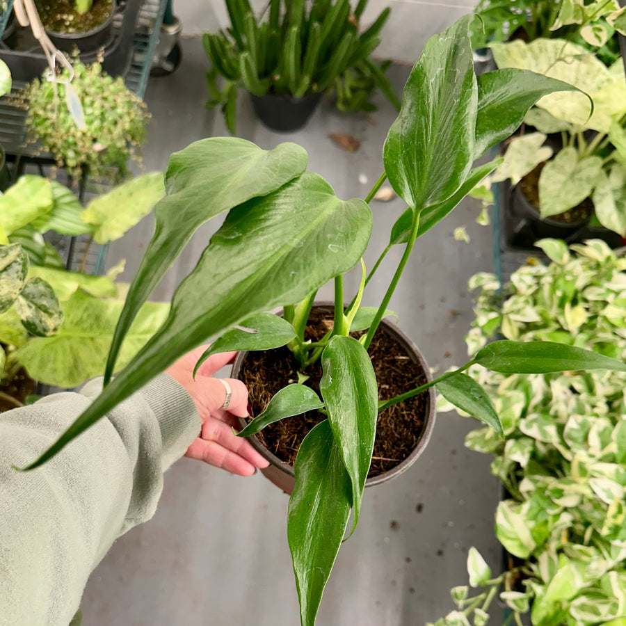 6” Monstera Burle Marx flame - 2 plants per pot