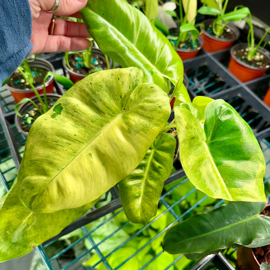 4” Philodendron Burle Marx mint