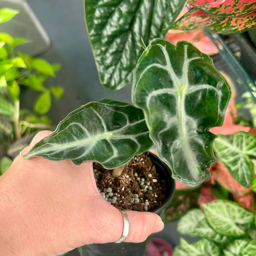 Alocasia venom - 4
