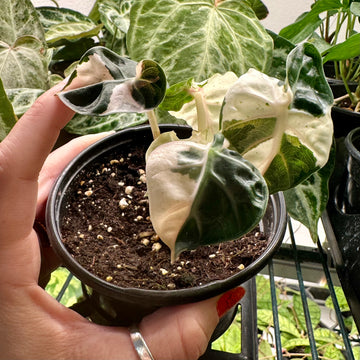 Alocasia Heart Balloon variegated 3.5