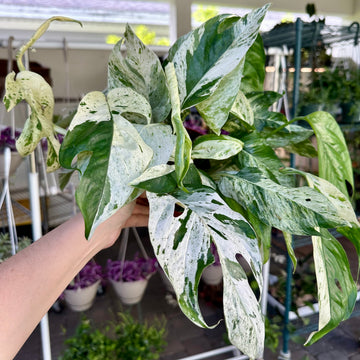 6” Epipremnum pinnatum marble XL leaves