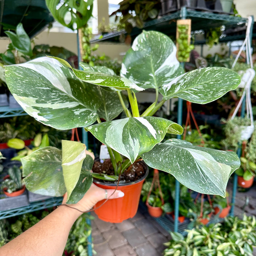 6” Philodendron white wizard