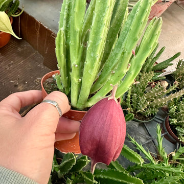 4” Stapelia Leendertziae (Black Bells)