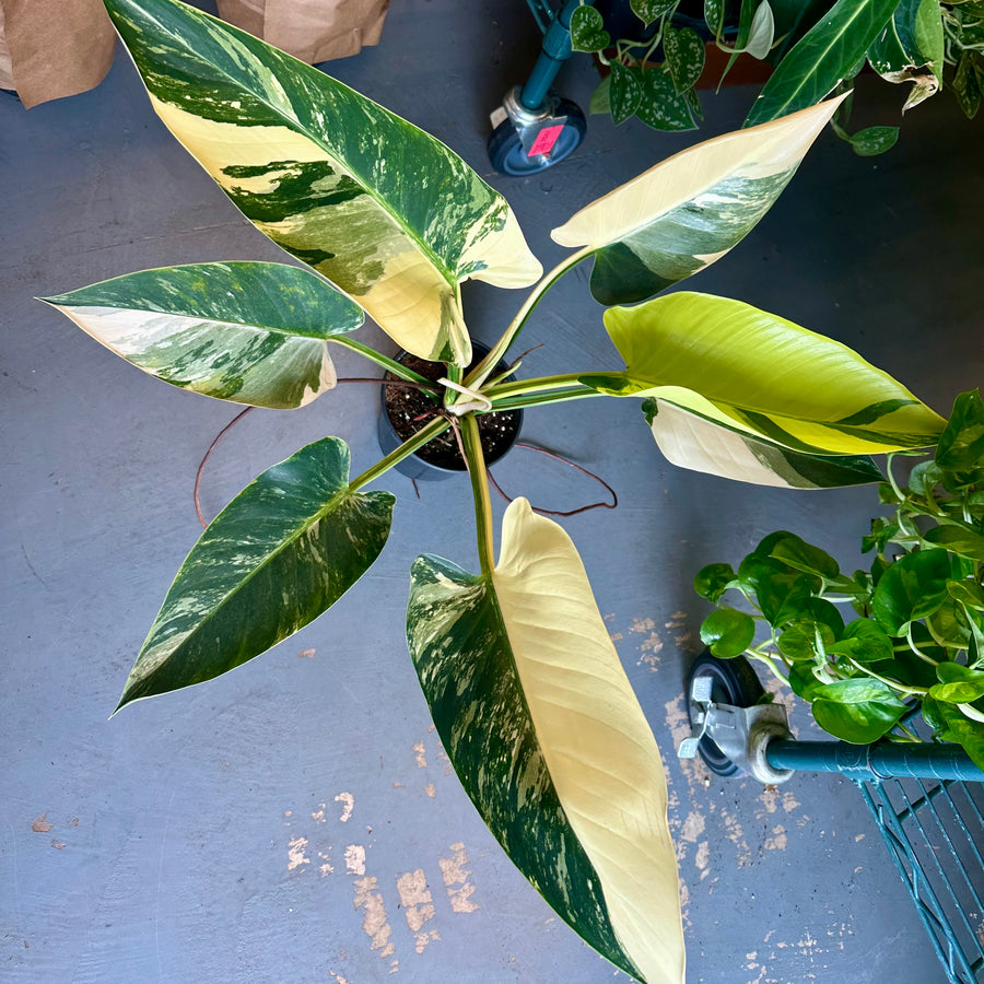 6” Philodendron Congo Albo XL