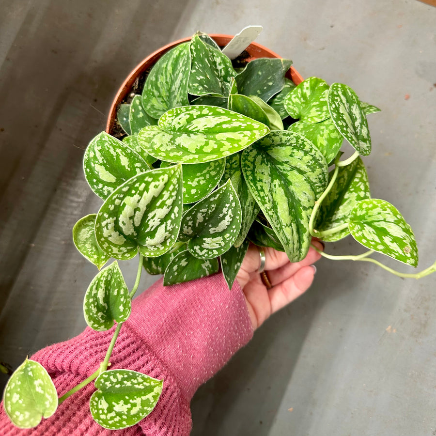 Scindapsus tricolor borneo - 6