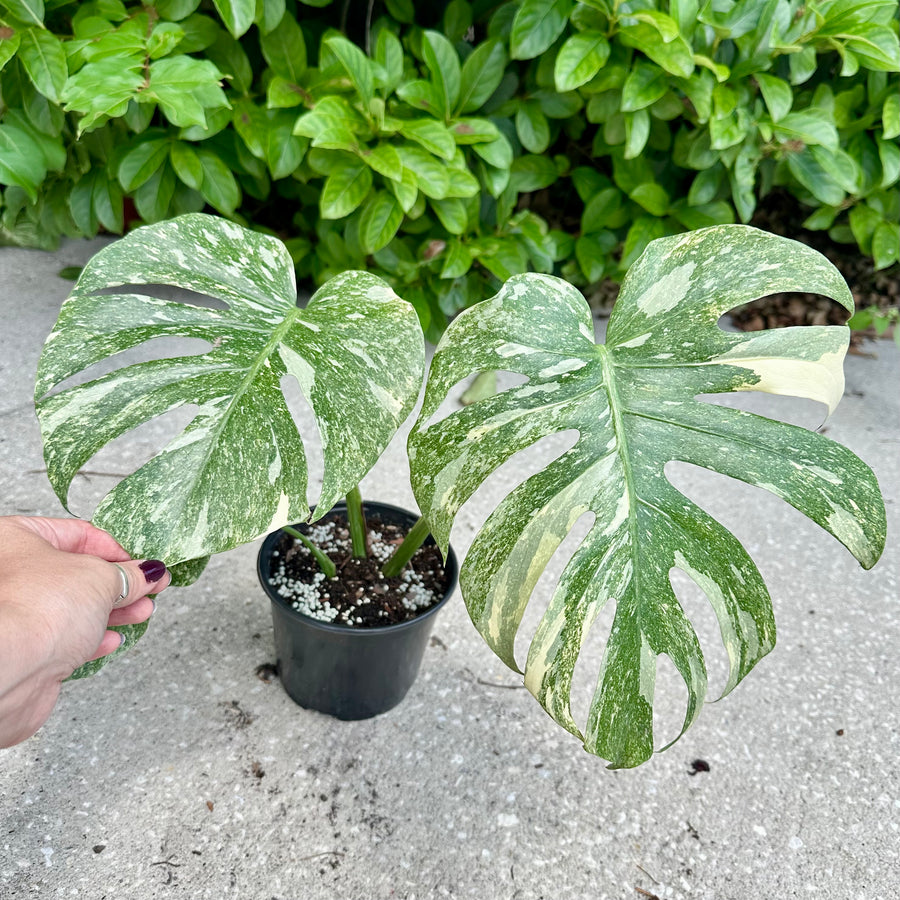 Monstera Green Snow - 6