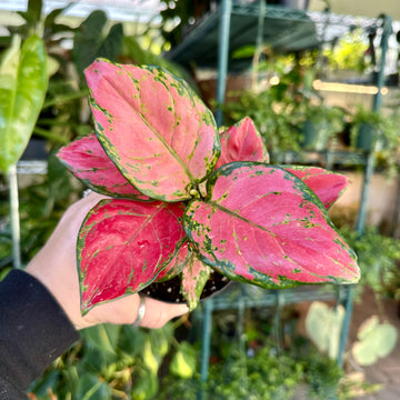 4” Aglaonema red diamond