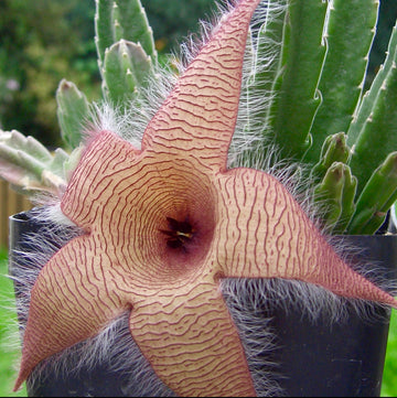 4” Stapelia Gigantea - large starfish flower