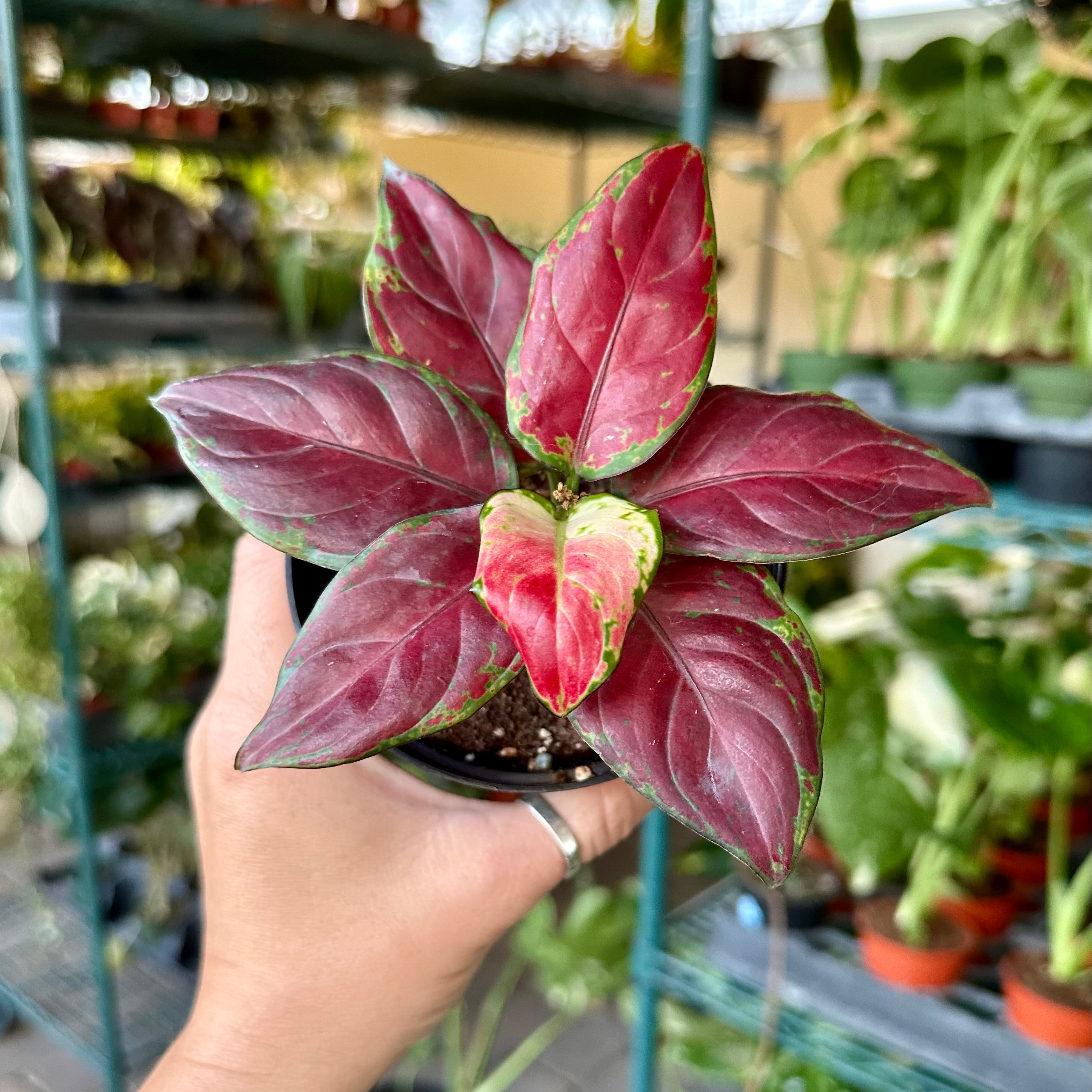 aglaonema black legacy Aglaonema black maroon - beautiful dark color