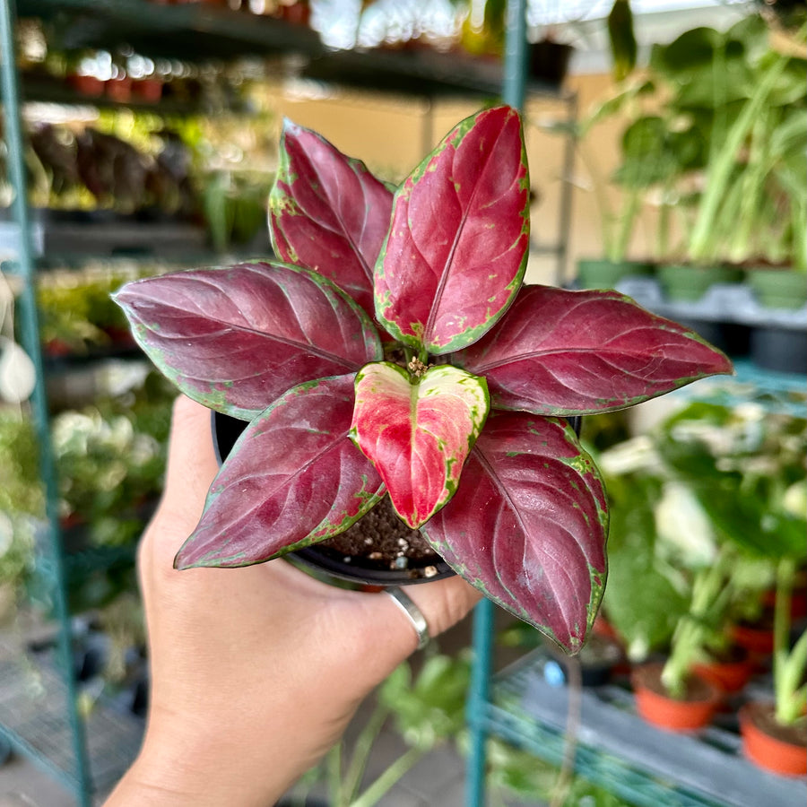 Aglaonema black maroon - beautiful dark color