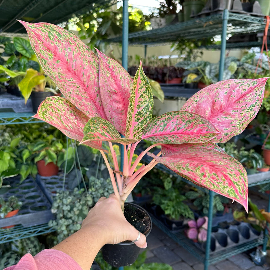4” Aglaonema miss thailand