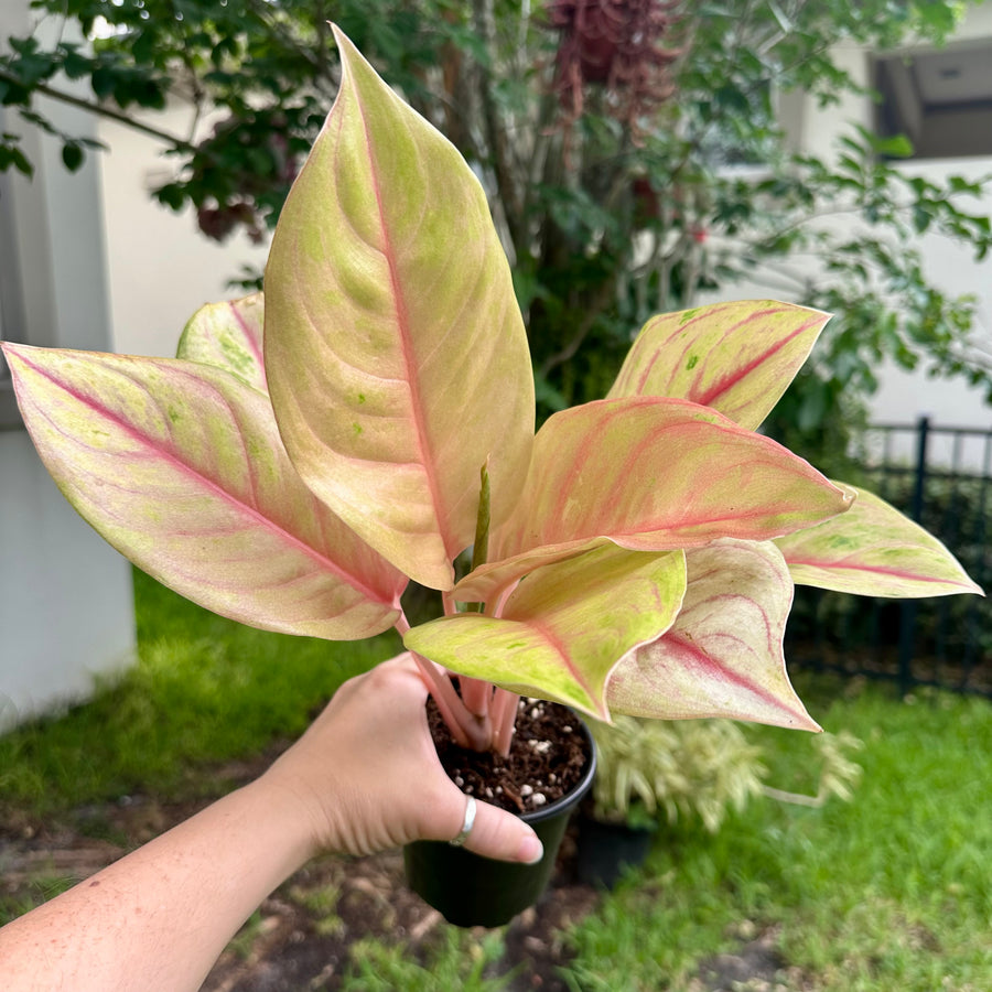 4” Aglaonema sky velvet mutation