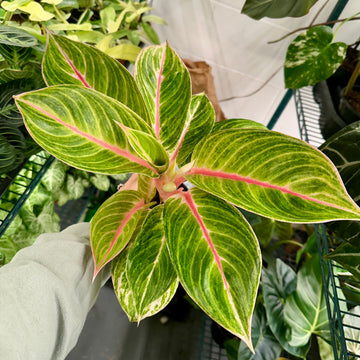 4” Aglaonema Amber