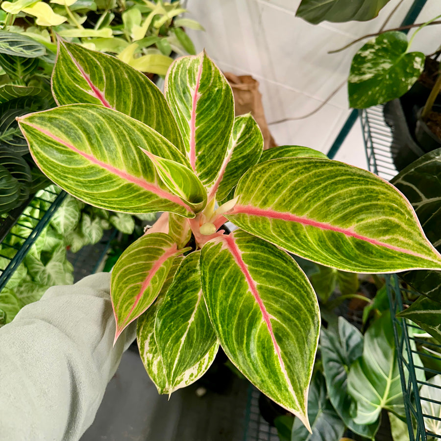 4” Aglaonema Amber