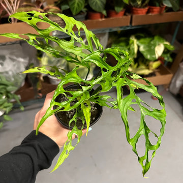 Monstera obliqua peru - 4” pot