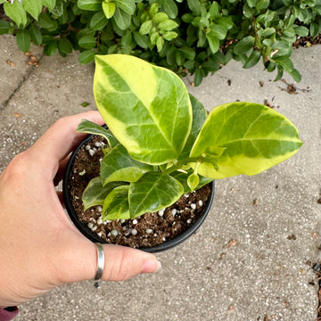 Hoya obscura albo marginata - 4