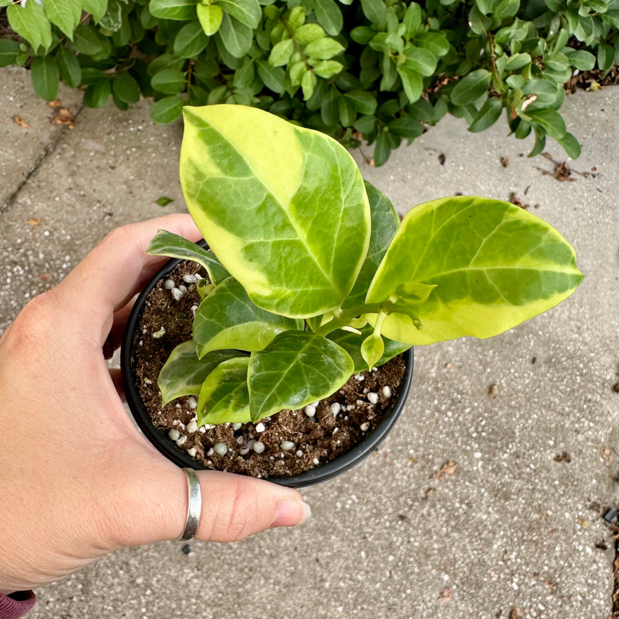 Hoya obscura albo marginata - 4