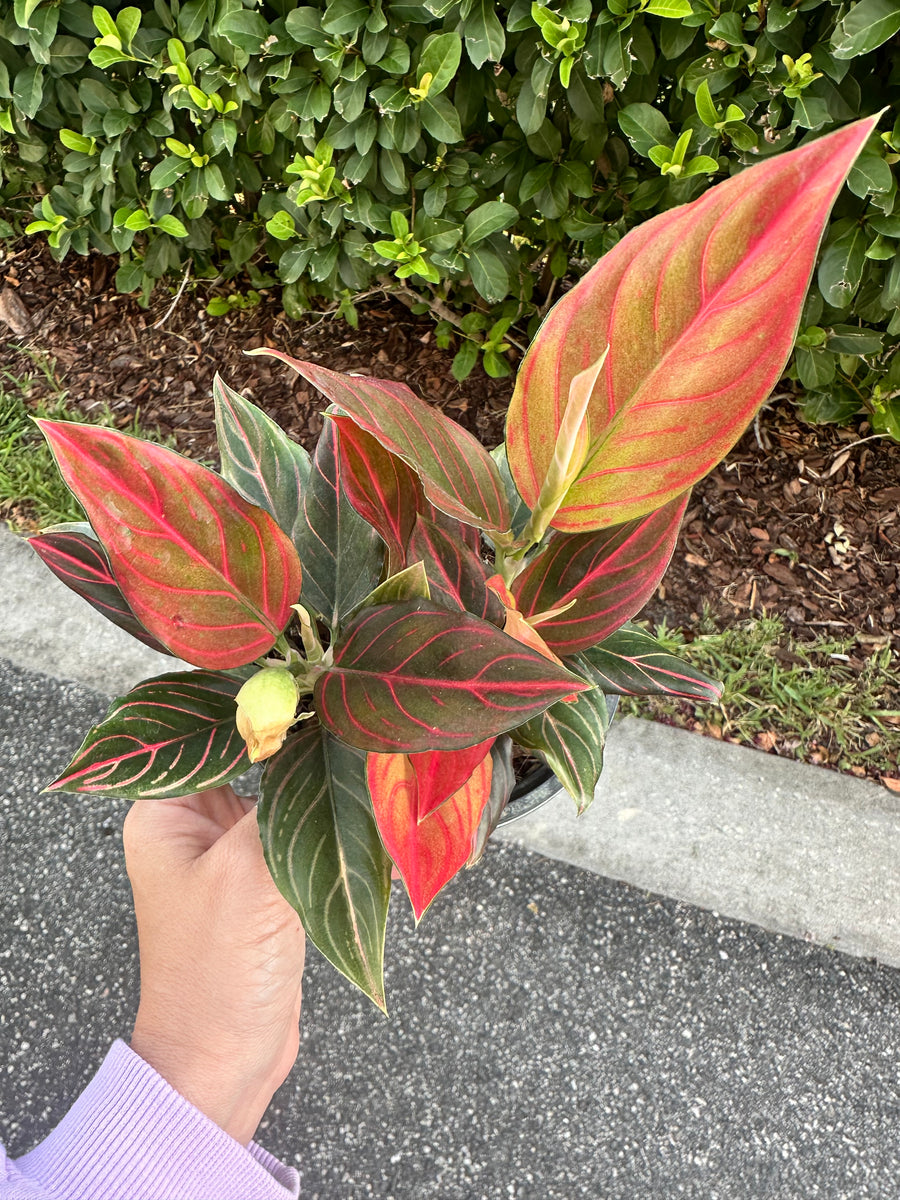 アグラオネマ Red Vein Aglaonema red vein - 6” pot – Land of Alice