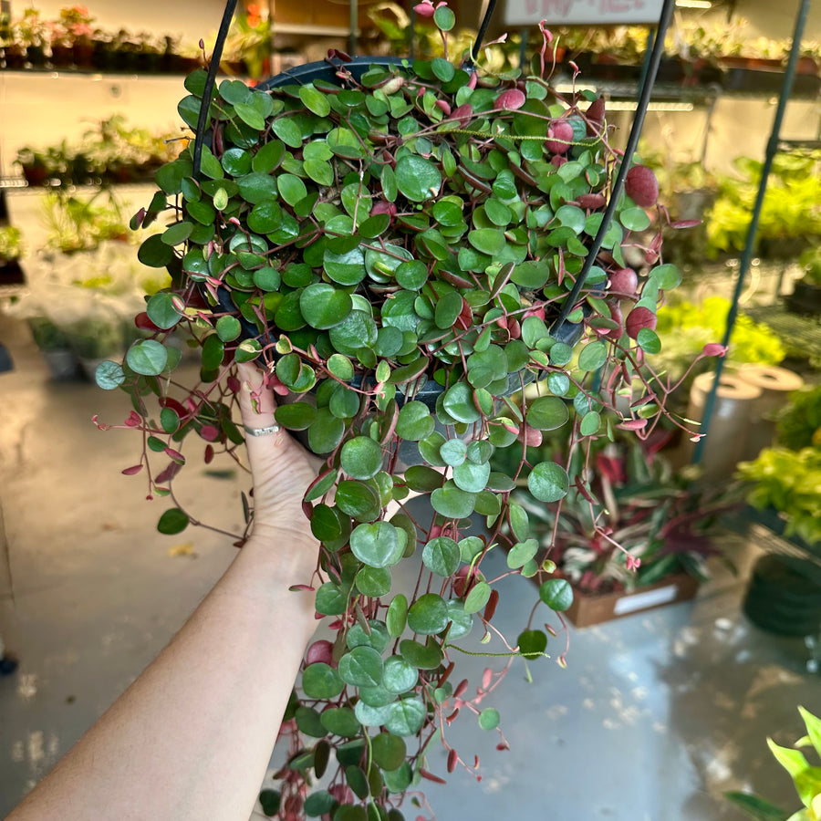 8” Peperomia Ruby Cascade