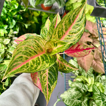 4” Aglaonema red skyline