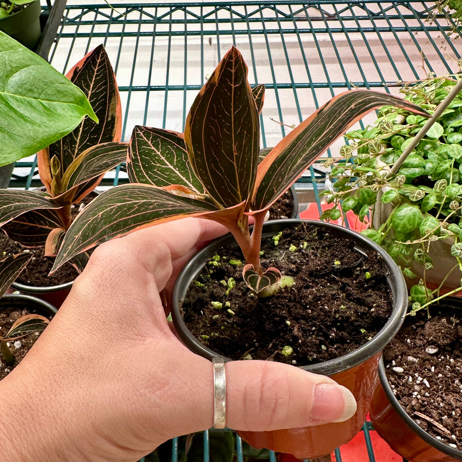 Jewel Orchid variegated