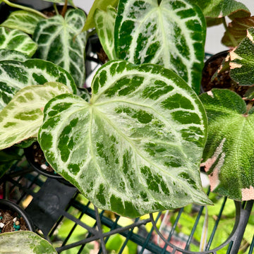 4” Anthurium silver blush mint - rare
