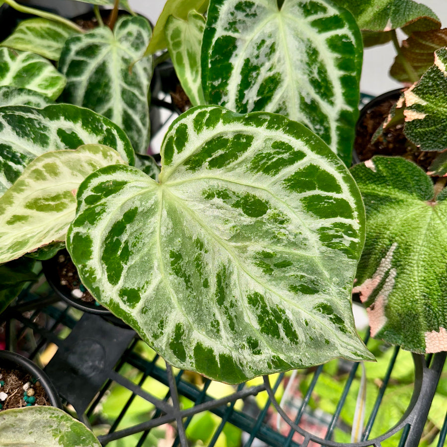 4” Anthurium silver blush mint - rare