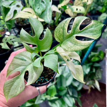 4” Rhaphidophora white monster variegated