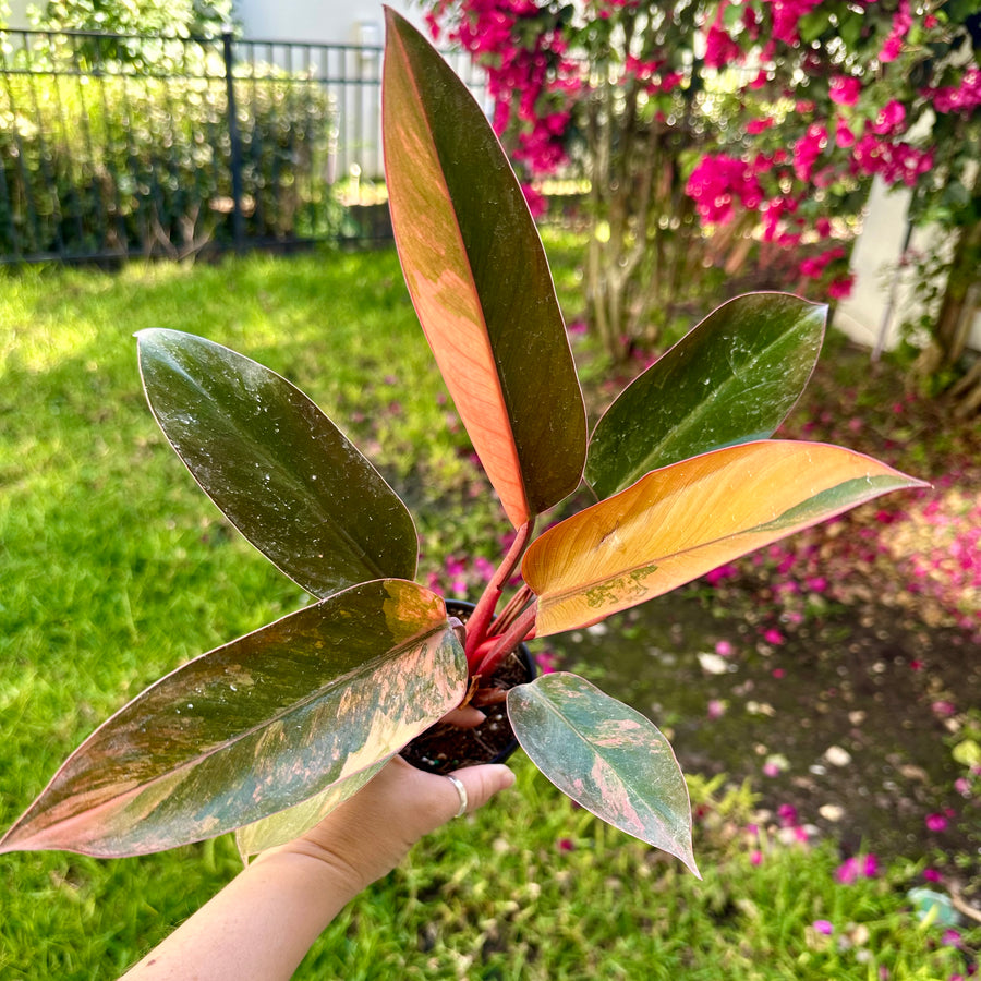 Philodendron Red Congo variegated - 4” pot