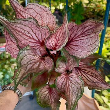 4” Caladium pink lace