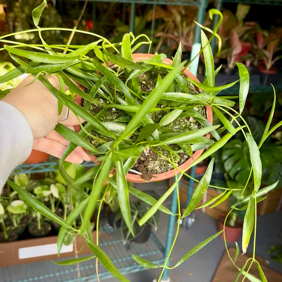 Hoya longifolia - 6” pot – Land of Alice