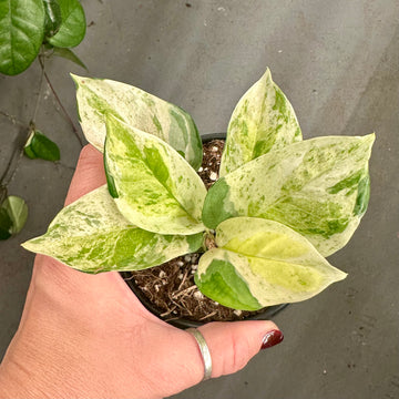 4” Epipremnum global japan | japanese global